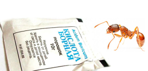 L'utilisation de l'acide borique des fourmis dans l'appartement