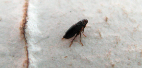 Comment se débarrasser des puces génitales dans l'appartement