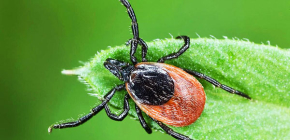 Comment les tiques forestières attaquent une personne