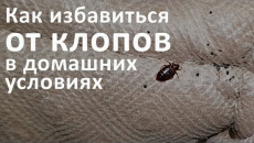 Comment se débarrasser correctement des punaises de lit à la maison et quelles erreurs, souvent commises dans la pratique, conduisent à de nombreux mois de lutte infructueuse