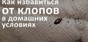 Comment se débarrasser correctement des punaises de lit à la maison et quelles erreurs, souvent commises dans la pratique, conduisent à de nombreux mois de lutte infructueuse