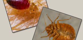 Destruction des punaises de lit: critiques de personnes et nuances pratiques importantes