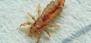 Combien de poux peuvent vivre sans personne