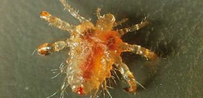 Poux du pubis: photos et caractéristiques de style de vie