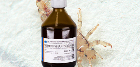 L'utilisation de l'eau d'hellébore pour éliminer les poux: instructions et avis