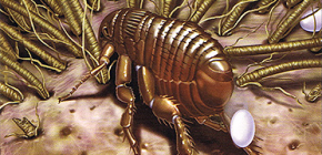 Comment les puces se reproduisent