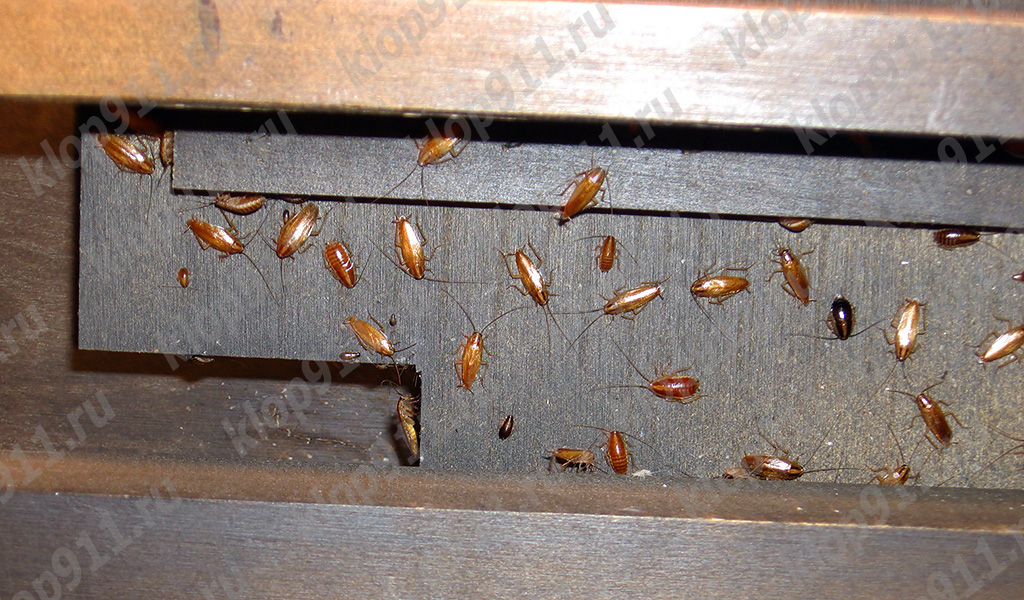 Nid de cafards rouges dans les meubles