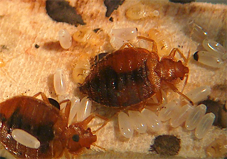 Punaises de lit sous le matelas