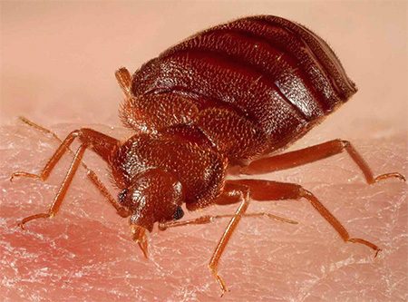 Gros plan sur le bogue à la maison