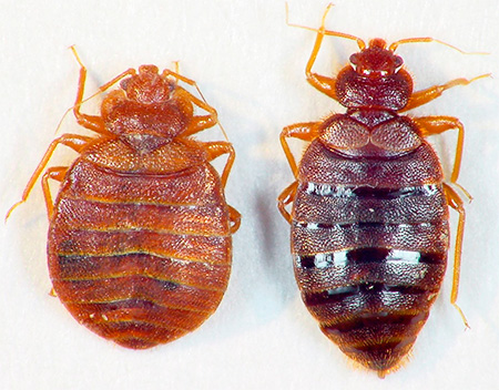 Il ressemble à une punaise de lit affamée et bien nourrie