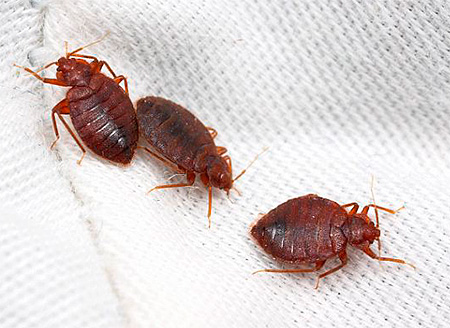 Les punaises de lit ont un corps plat