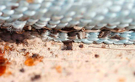 œufs de punaises de lit