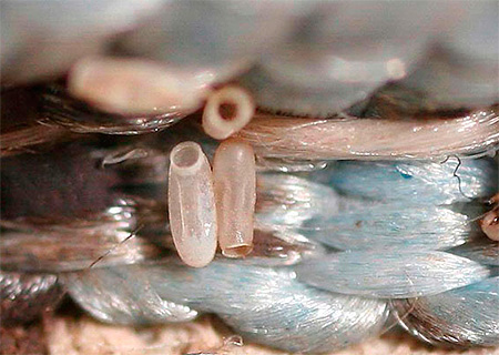 Voici à quoi ressemblent les œufs de punaises de lit