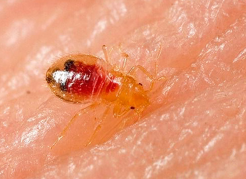 Larve de punaise de lit qui a bu du sang