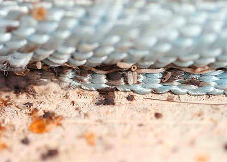 Oeufs de punaises de lit sur le matelas