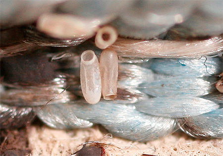 Photo d'œufs de punaises de lit agrandie