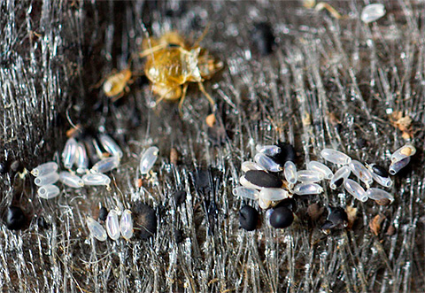 Oeufs et excréments de punaises de lit