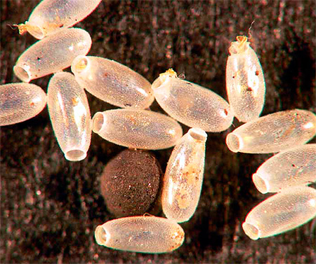 La ponte des punaises de lit