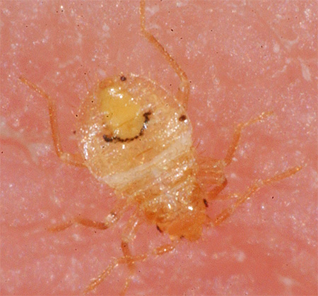 Larve de punaise de lit