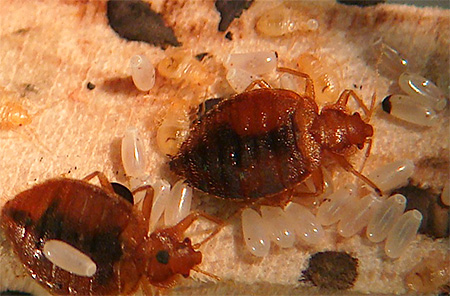 Punaises de lit dans l'appartement