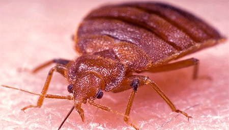 Il est important de choisir un remède efficace