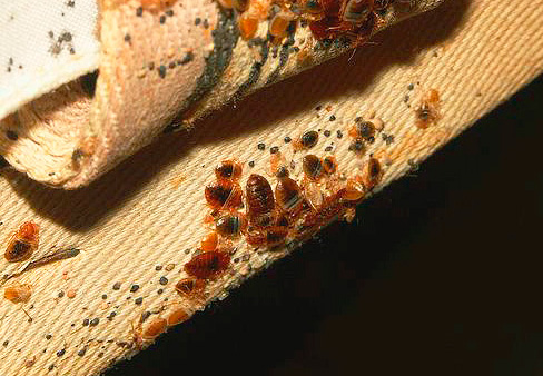 Nid de punaises de lit dans le matelas