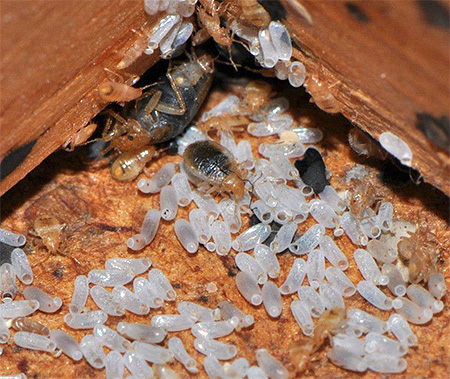 oeufs de punaises de lit