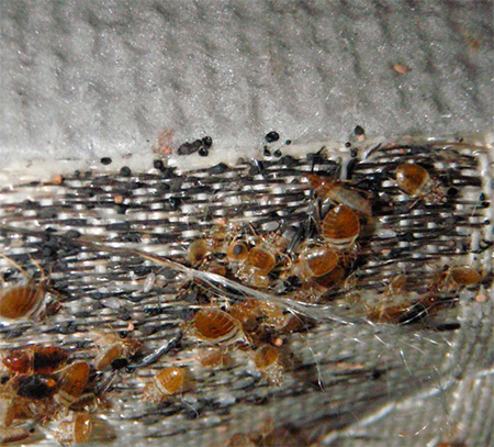 Les punaises de lit peuvent entrer dans la maison avec des meubles