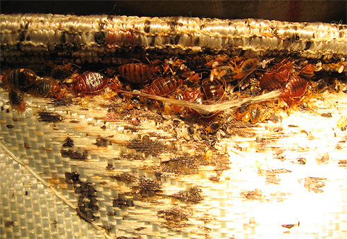 Matelas infesté d'insectes