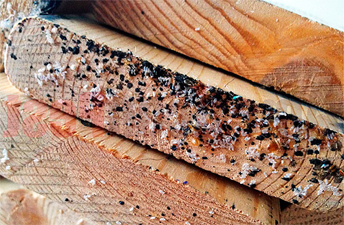 oeufs de punaises de lit