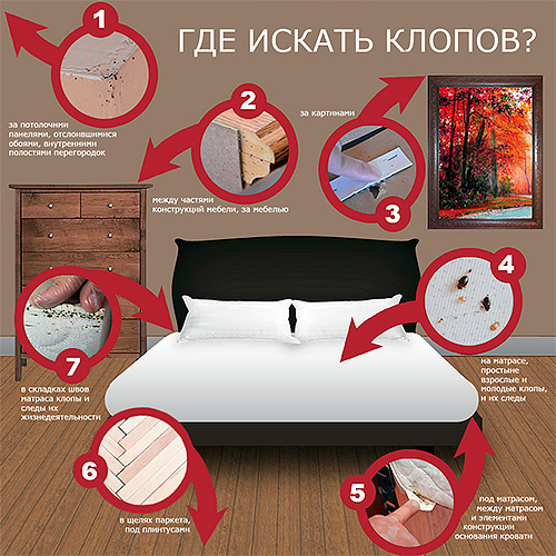 Où trouver des punaises de lit dans l'appartement