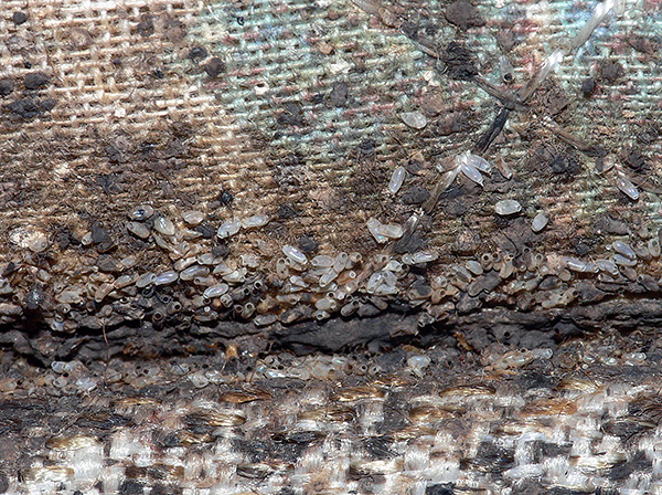 Même les insecticides très efficaces ne tuent généralement pas les œufs de punaises de lit, et ces œufs éclosent d'abord en larves.