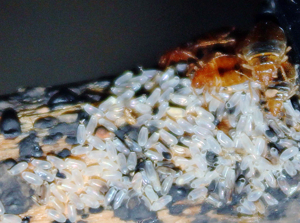 Il est nécessaire de traiter soigneusement tout l'appartement à la fois, y compris toutes les pièces, la cuisine, les couloirs, sinon les parasites peuvent survivre là où le traitement n'a pas été effectué.