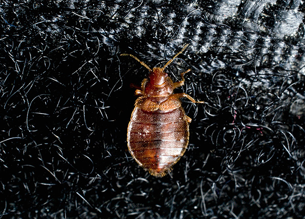Il convient de garder à l'esprit que les punaises de lit peuvent également être trouvées dans les vêtements.