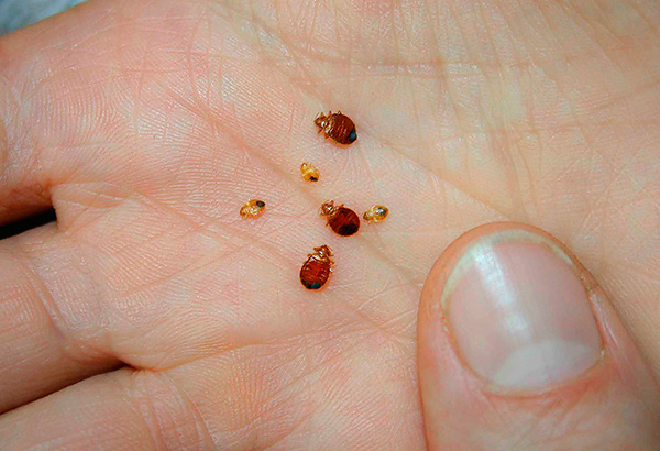 Vous pouvez également combattre vous-même les punaises de lit - à l'aide de préparations insecticides.