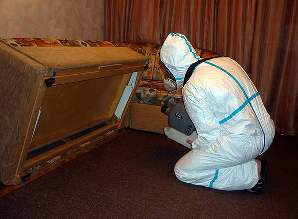 Si de nombreux appartements sont infectés par des punaises de lit à la fois, il est conseillé d'appeler un service de lutte antiparasitaire afin de détruire simultanément les parasites dans toutes les pièces.