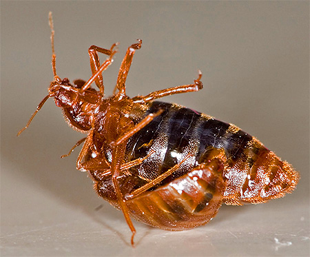 Élevage de punaises de lit