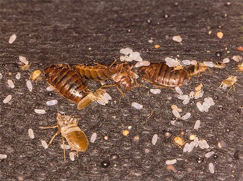 Oeufs de punaises de lit