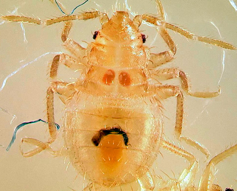 Nymphe de punaises de lit