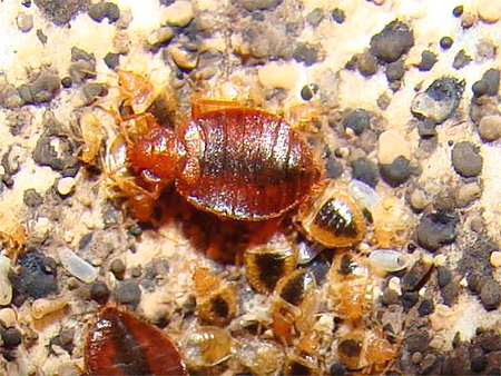 Nid de punaises de lit