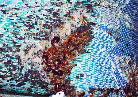 Punaises de lit sur le canapé