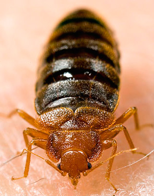 Au fil du temps, les punaises de lit peuvent devenir résistantes au Karbofos