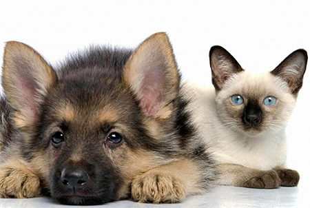 Lors de l'utilisation de Karbofos, tous les animaux domestiques doivent être retirés des lieux