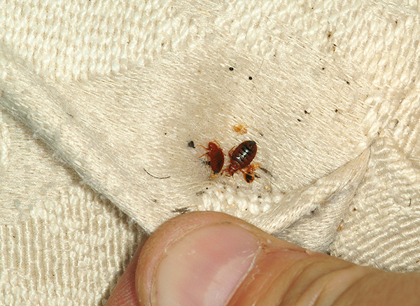 Extermination de punaises de lit à faire soi-même