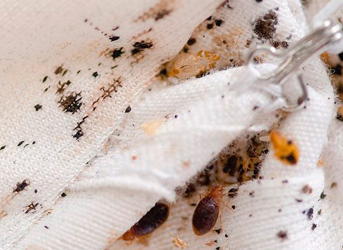 Nid de punaises de lit dans le matelas