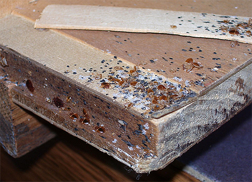 Sur la photo, un nid de punaises de lit à la base du lit