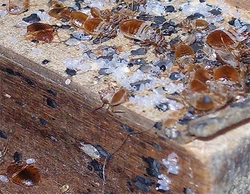 Nid de punaises de lit : photo agrandie