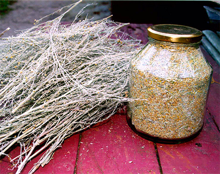 Une autre photo d'absinthe séchée