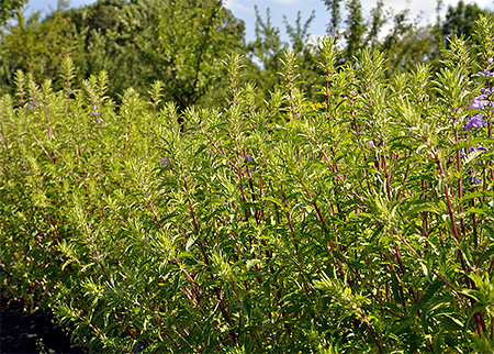 Fourrés d'absinthe amère