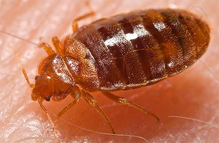 Voici à quoi ressemble une punaise de lit